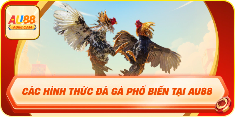 Các hình thức đá gà phổ biến tại au88